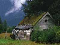 Cabane dans un champ