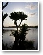 arbre malgache.jpg