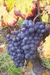 une vigne généreuse...