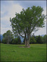 2arbres2