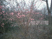 c'est le printemps !